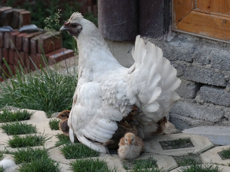 DSC02086_副本.JPG