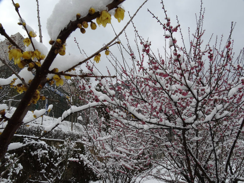 DSC00333.JPG