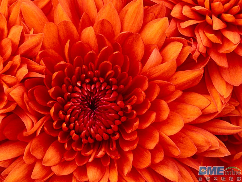 Chrysanthemum.jpg