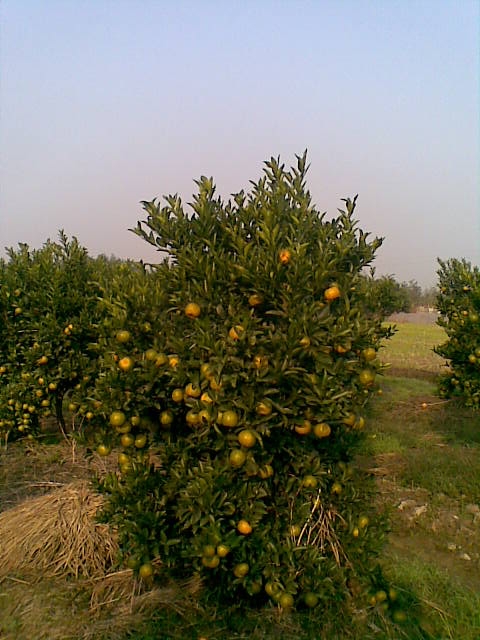 20081115(001).jpg