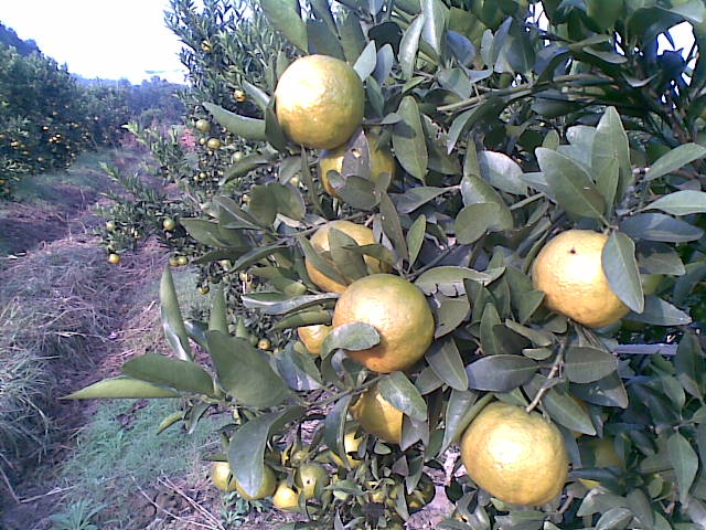 20081115(003).jpg