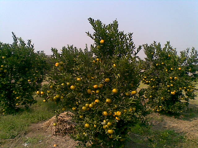 20081115(006).jpg