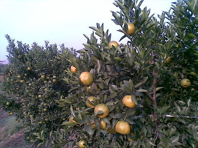 20081115(002).jpg